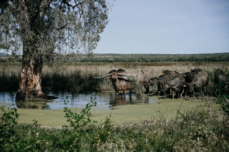 Bullo River Station
