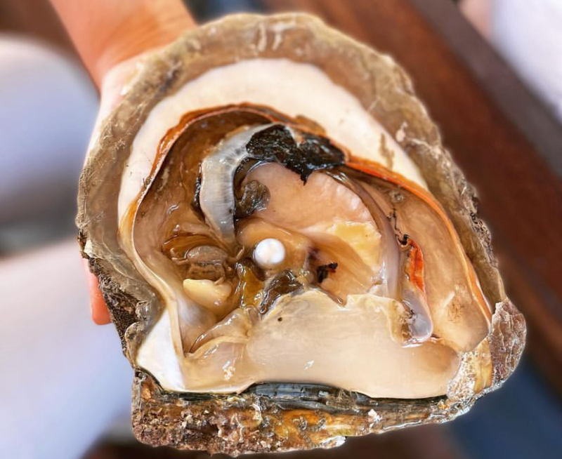 Pearl harvest.jpg